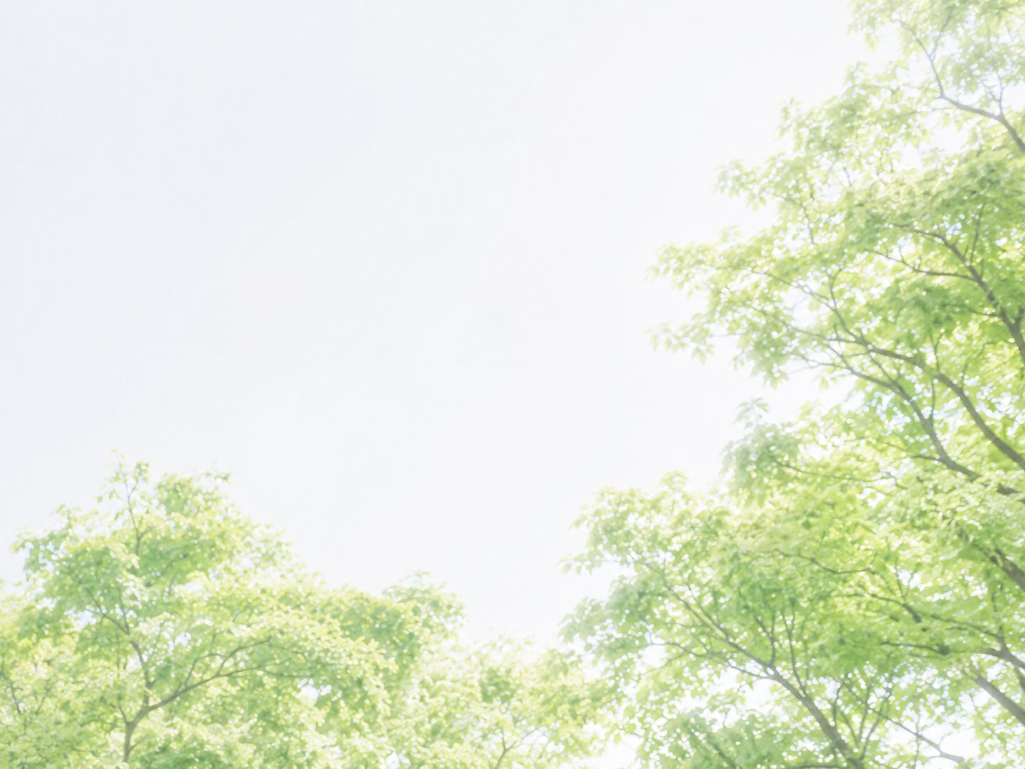 緑の木々